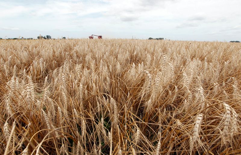 © Reuters. Cultivo de trigo em General Belgrano, Argentina