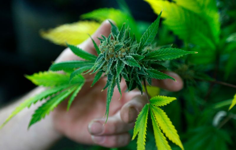 &copy; Reuters. A fully budded marijuana plant ready for trimming is seen at the Botanacare marijuana store ahead of their grand opening on New Year&apos;s day in Northglenn, Colorado