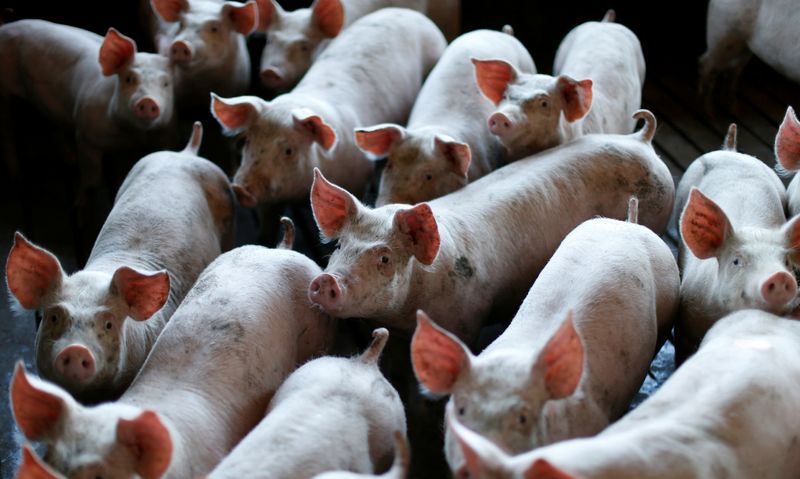 © Reuters. Criação de porcos em Carambeí (PR)