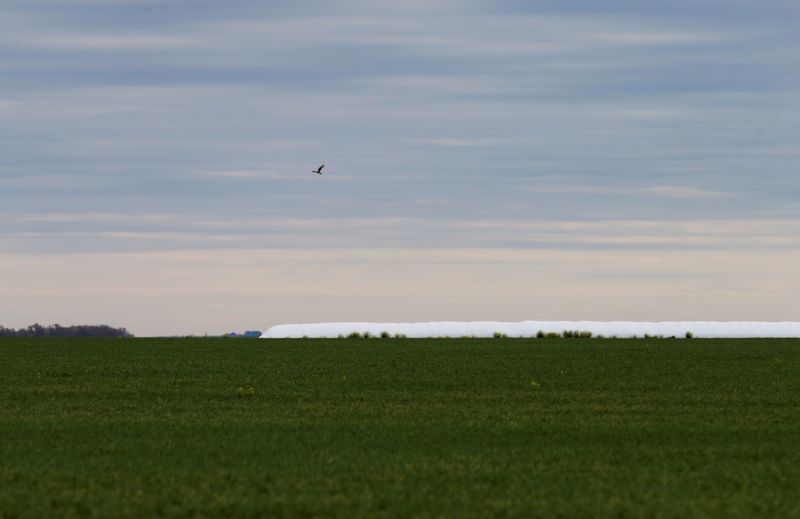 &copy; Reuters. FILE PHOTO: A bird flies over a field of wheat on farmland near Azul