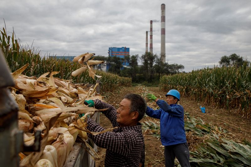 &copy; Reuters. Produção de milho na China