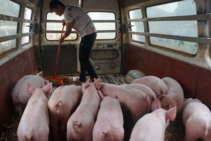 © Reuters. Transporte de suínos na China