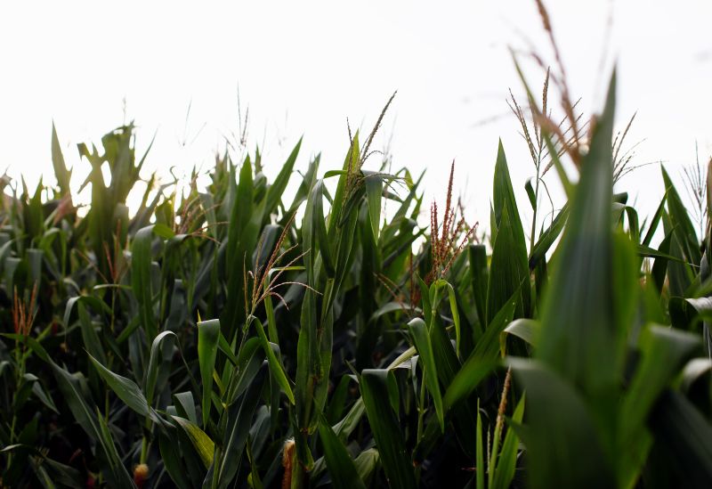 &copy; Reuters. Corn plants are seen on a field in Jalmolonga