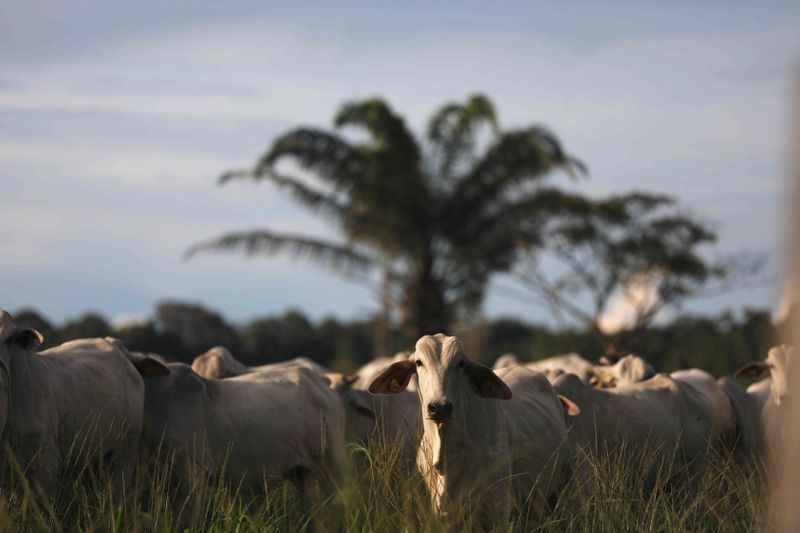 &copy; Reuters. Animais em criação de gado na cidade de Tailândia, no Pará