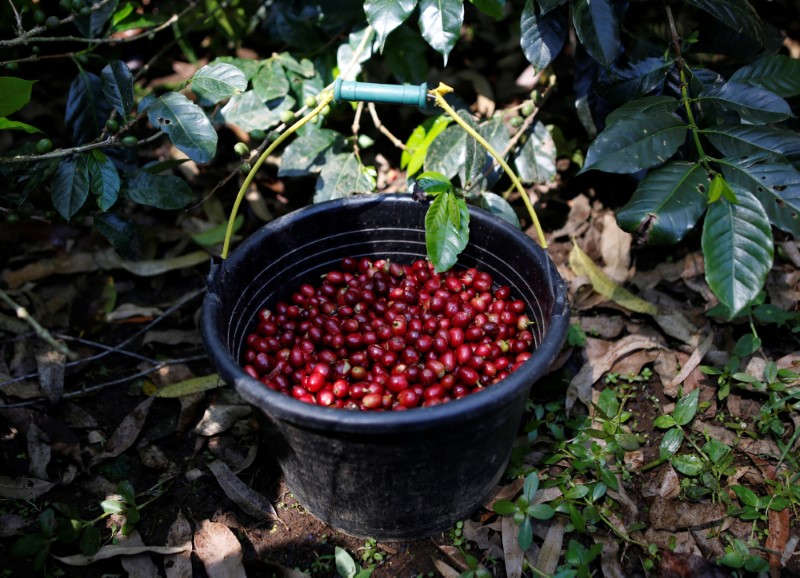 © Reuters. Colheita de café arábica em Pangalengan, Indonésia