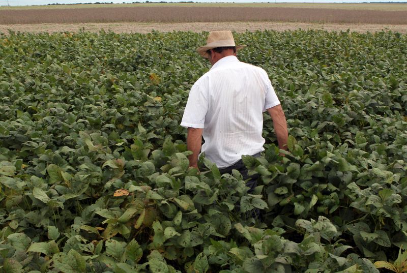 &copy; Reuters. Agricultor em meio a área plantada com soja em Primavera do Leste (MT)