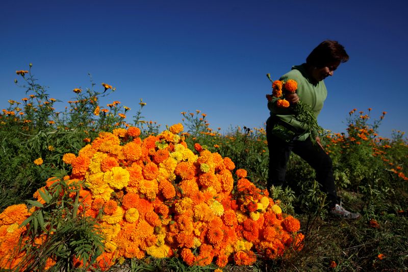 &copy; Reuters. FILE PHOTO: Woman harvests Cempasuchil Marigolds to be used during Mexico&apos;s Day of the Dead celebrations in Ciudad Juarez