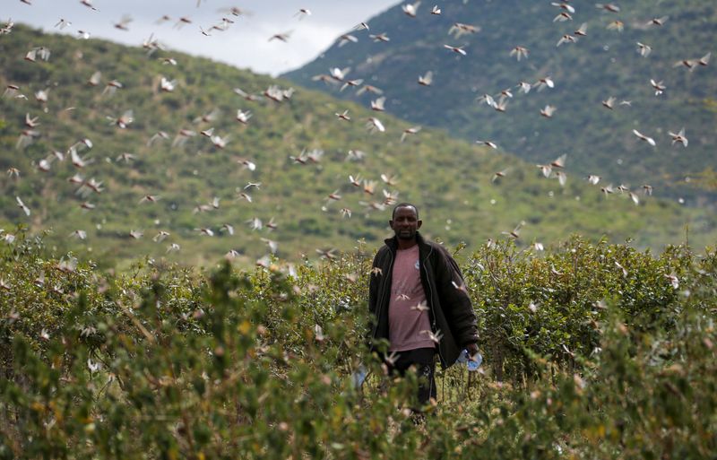 &copy; Reuters. An Ethiopian farmer attempts to fend off desert locusts as they fly in his khat farm on the outskirt of Jijiga in Somali region