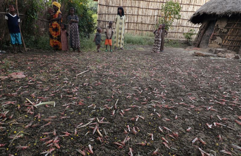 © Reuters. Ethiopia struggles to suppress desert locust infestation