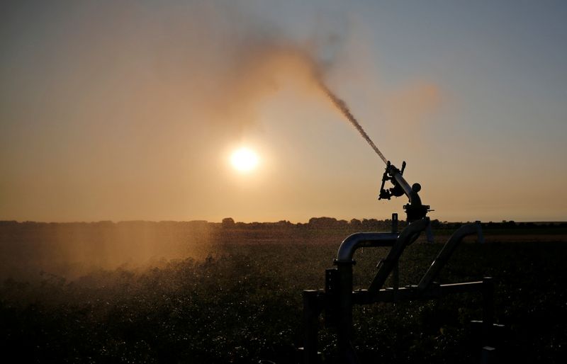 &copy; Reuters. FILE PHOTO: A farmer irrigates his field of potatoes during sunset, in Tilloy-Lez-Cambrai