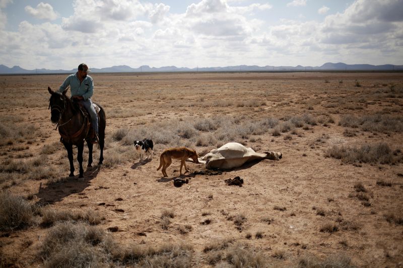 &copy; Reuters. Pecuarista observa gado morto no México