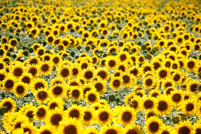 © Reuters. Sunflowers are pictured in a field in Agen