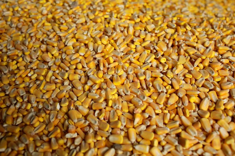 © Reuters. Corn Kernels sit inside a silo on BJ Reeg's farm in Bellevue