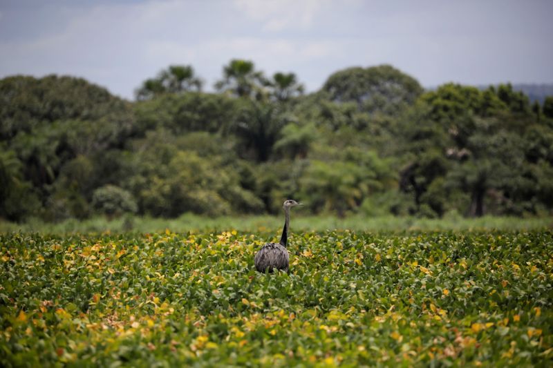 &copy; Reuters. Campo de soja