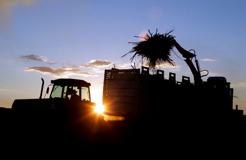 © Reuters. Colheita de cana-de-açúcar em Sertãozinho (SP)