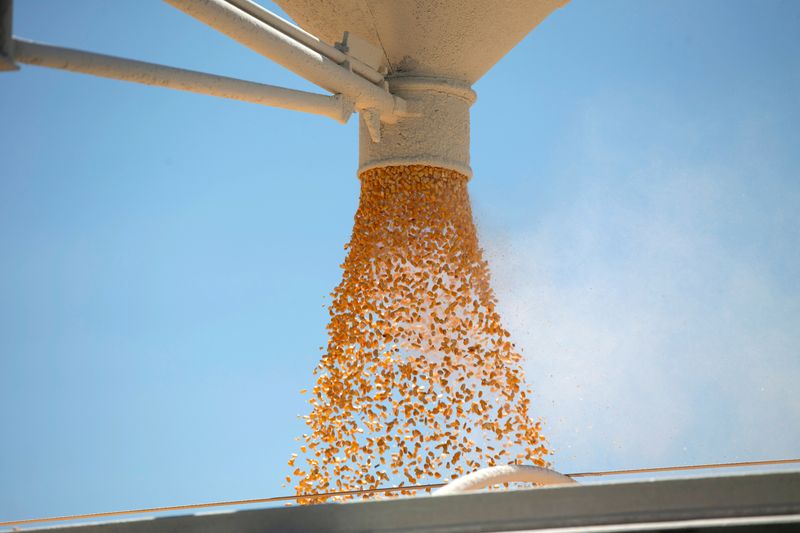 &copy; Reuters. FILE PHOTO: Corn is loaded onto a truck as a silo is emptied at a farm in Tiskilwa, Illinois