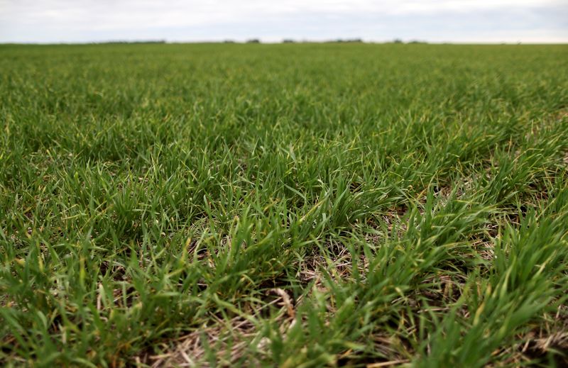 © Reuters. Área de cultivo de trigo em Azul, Argentina