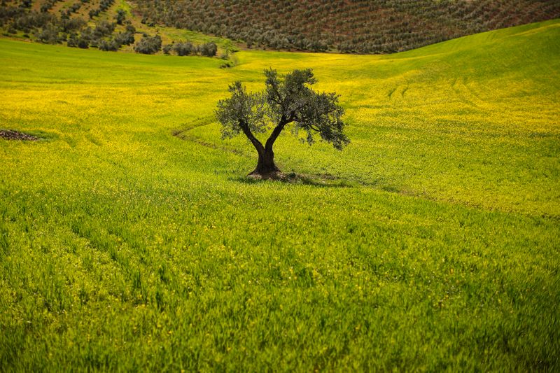 &copy; Reuters. Un olivo en un campo en las afueras de Ronda, cerca de Málaga, el 9 de abril de 2014