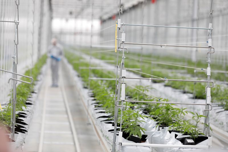 &copy; Reuters. FILE PHOTO: Worker checks cannabis plants inside Tilray factory hothouse in Cantanhede