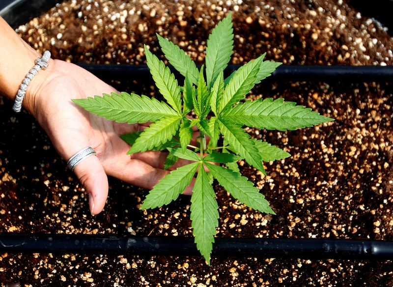 выращивание марихуаны в сша
