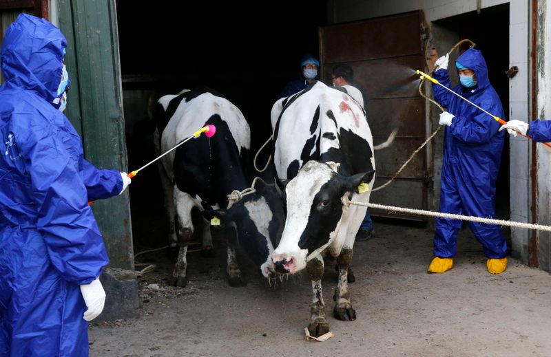 &copy; Reuters. Cows diagnosed with brucellosis are disinfected before being culled by health officers on the outskirts of Xi&apos;An