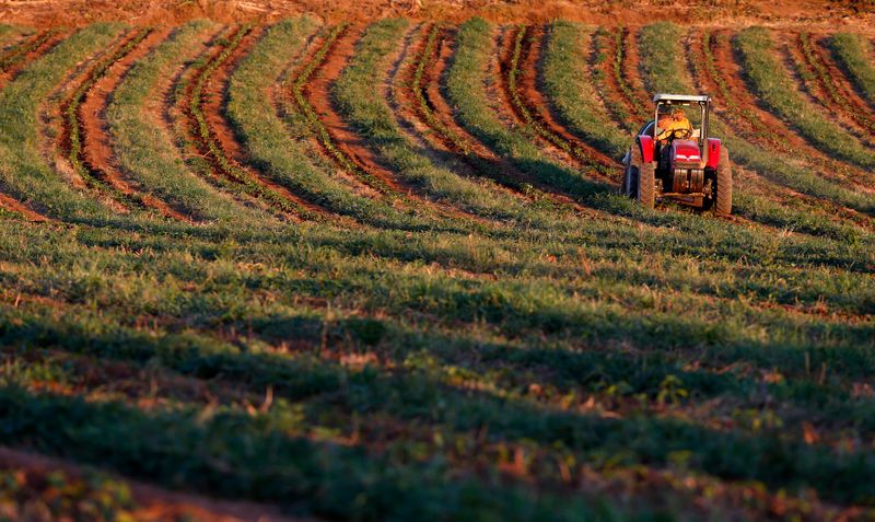 &copy; Reuters. Plantação de café em Santo Antonio do Jardim