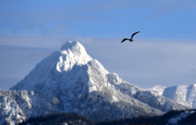 &copy; Reuters. Pássaro próximo de pico congelado na Alemanha