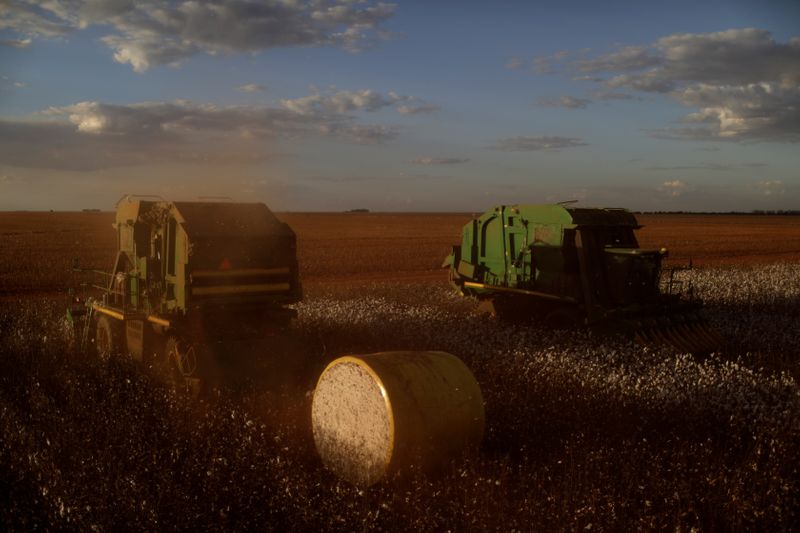 &copy; Reuters. Produção de algodão no distrito de Roda Velha (BA)