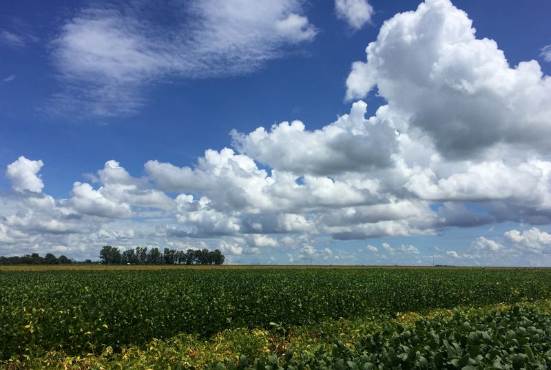 &copy; Reuters. Vista de uma plantação em fazenda de soja em São Desidério, na Bahia.