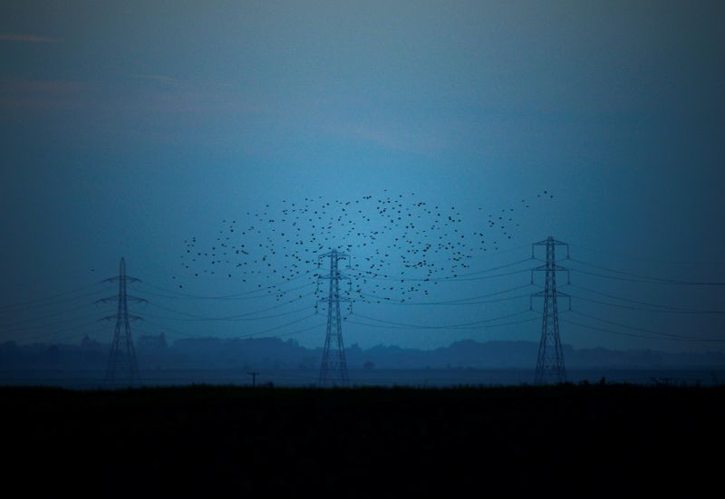 &copy; Reuters. Migrating starlings fly at dusk past electricity pylons silhouetted by the sunset of a clear autumn evening in the Kent countryside,  in Graveney, Britain