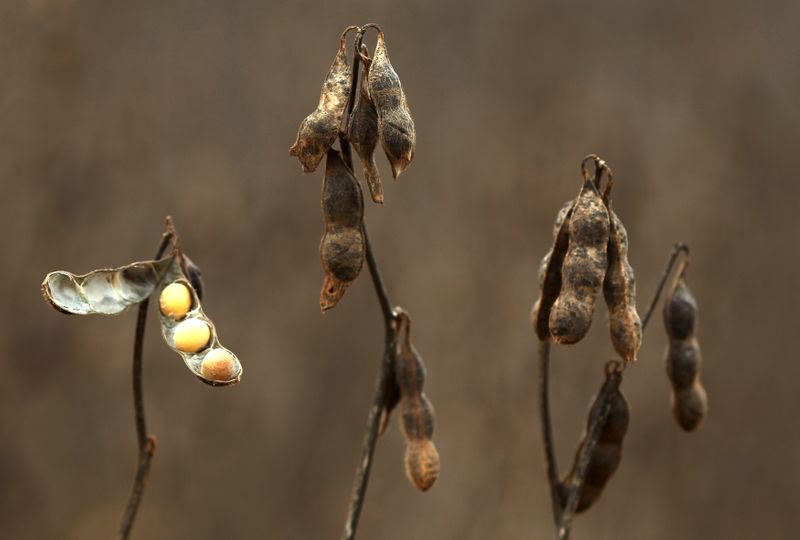 © Reuters. Cultivo de soja em Primavera do Leste (MT)