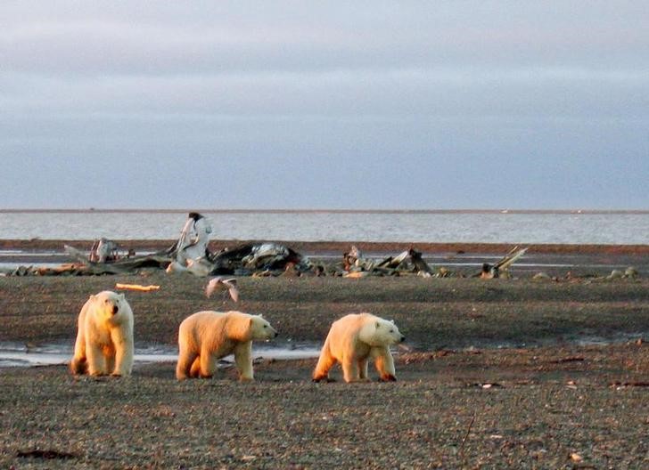 © Reuters. Polar bears are seen within the 1002 Area of the Arctic National Wildlife Refuge