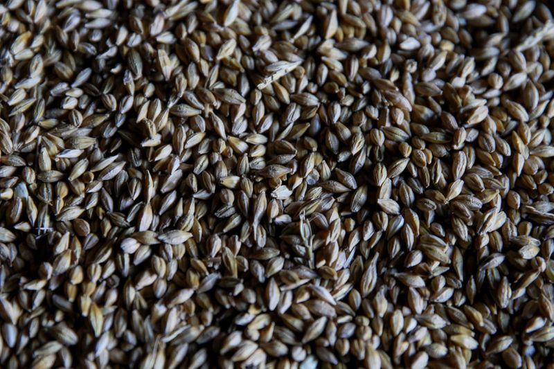 &copy; Reuters. Barley grains are seen at grain store in Kiev region