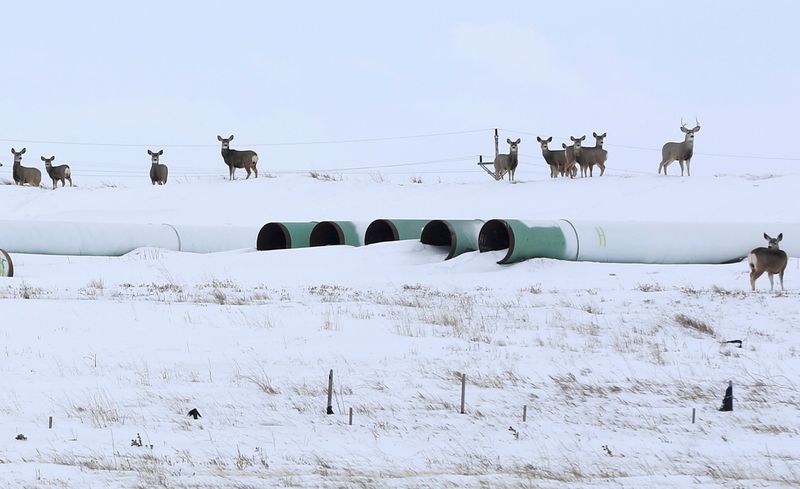 © Reuters. FILE PHOTO: Deer gather at a depot used to store pipes for Transcanada Corp's planned Keystone XL oil pipeline in Gascoyne