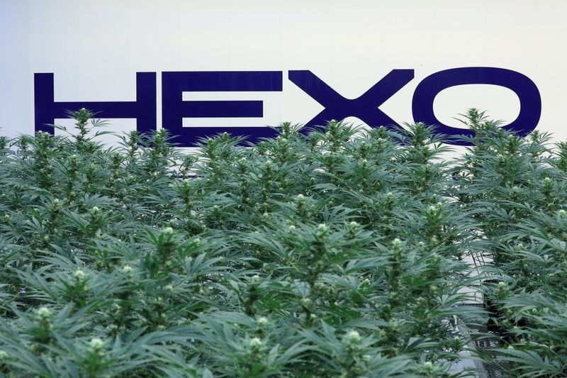 &copy; Reuters. FILE PHOTO: A Hexo Corp logo is pictured behind cannabis plants at their facilities in Gatineau