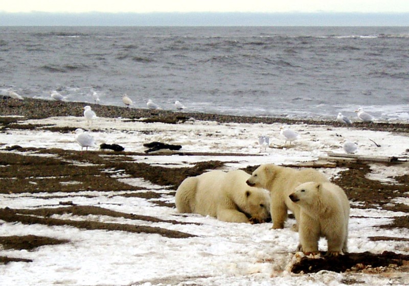 © Reuters. Polar bears are seen within the 1002 Area of the Arctic National Wildlife Refuge