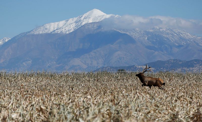 &copy; Reuters. FILE PHOTO: A bull elk makes its way through the field as corn is harvested in Levan, Utah, U.S.