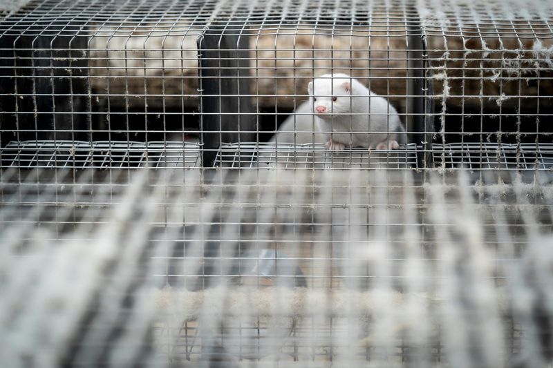 &copy; Reuters. UN ÉLEVAGE DE VISONS CONTAMINÉ PAR LE CORONAVIRUS EN FRANCE