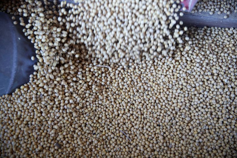 © Reuters. Soybeans fall into a bin as a trailer is filled at a farm in Buda, Illinois