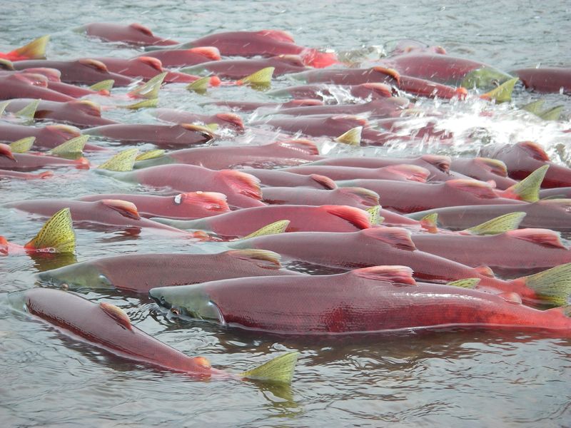 © Reuters. FILE PHOTO: Sockeye salmon are seen in Bristol Bay