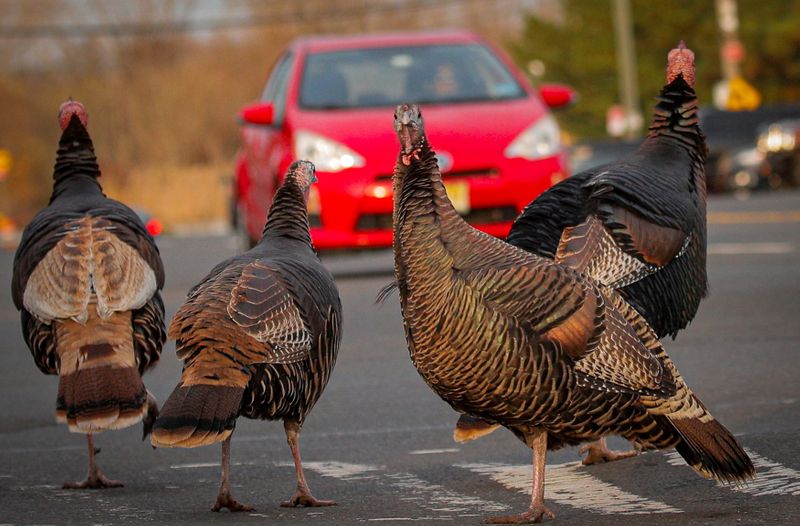 &copy; Reuters. FILE PHOTO: Wild turkeys cross a street on the eve of Thanksgiving in Staten Island