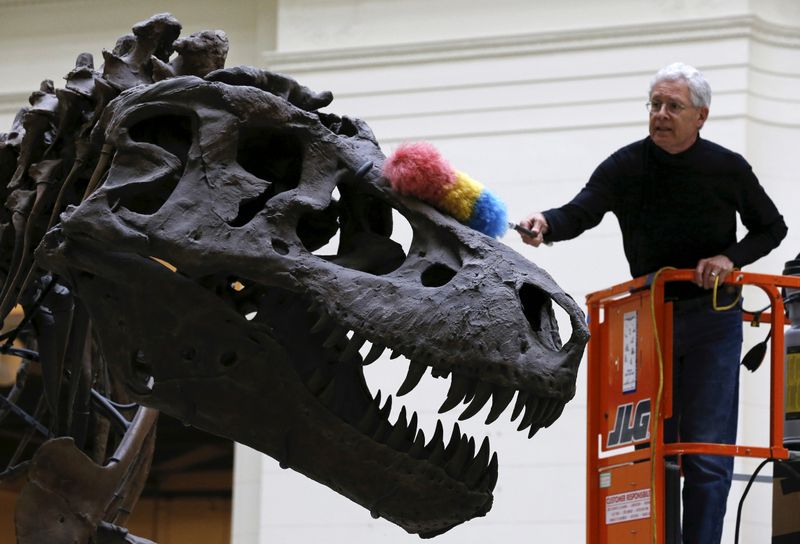&copy; Reuters. FILE PHOTO: Geologist Bill Simpson uses a feather duster to clean the 67-million-year-old Tyrannosaurus Rex fossil known as &quot;SUE&quot; at The Field Museum in Chicago