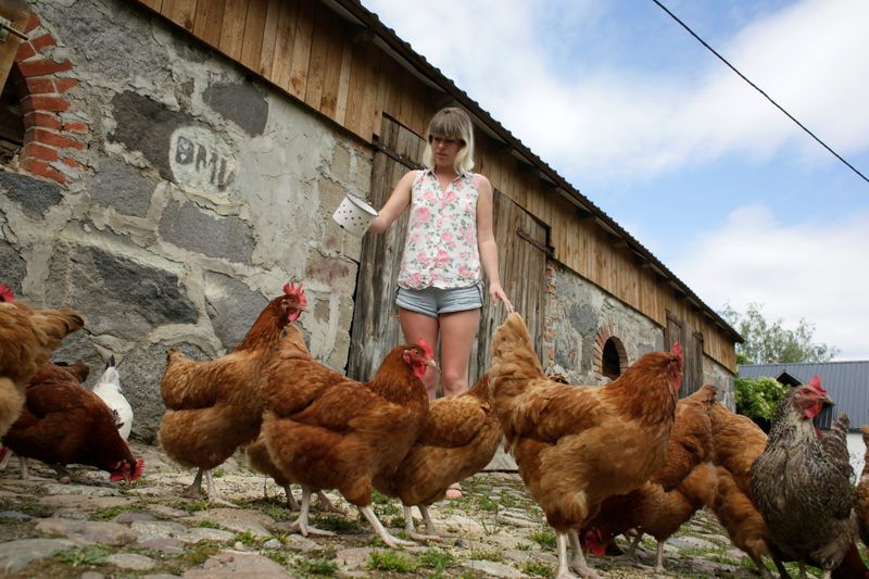 &copy; Reuters. Owner of the Stare Gospodarstwo farmhouse Anna Piwowar feeds chicken in Pierszczewko