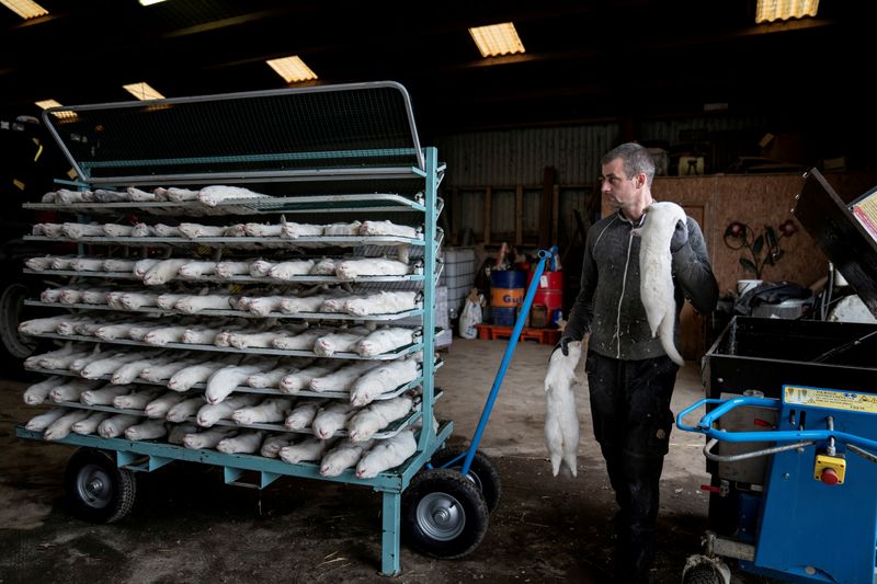 &copy; Reuters. FILE PHOTO: Denmark mink culling process