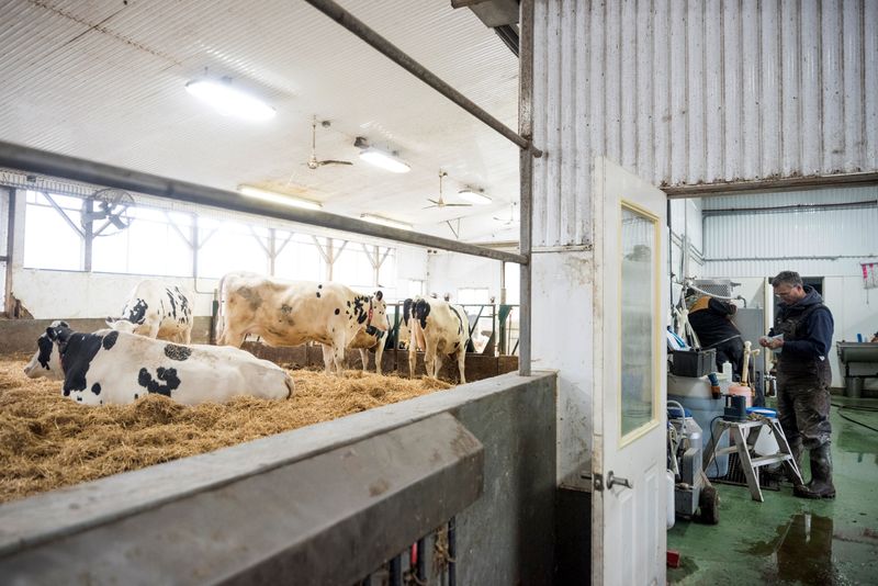 © Reuters. Dairy workers maintain a farm in Carrying Place