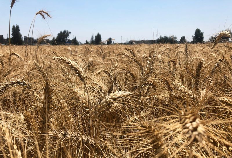 &copy; Reuters. بيان: احتياطات مصر الاستراتيجية من القمح تكفي أكثر من 5 أشهر