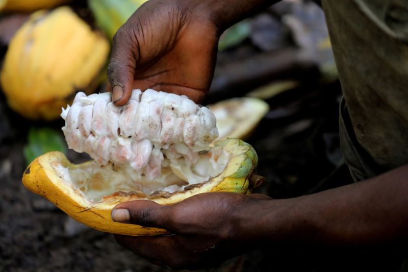 © Reuters. FILE PHOTO: A farmer opens a cocoa pod at a cocoa farm in Bobia, Gagnoa, Ivory Coast