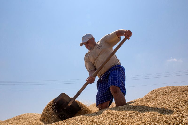 &copy; Reuters. An employee shovels wheat for processing on a farm in Nikolaev