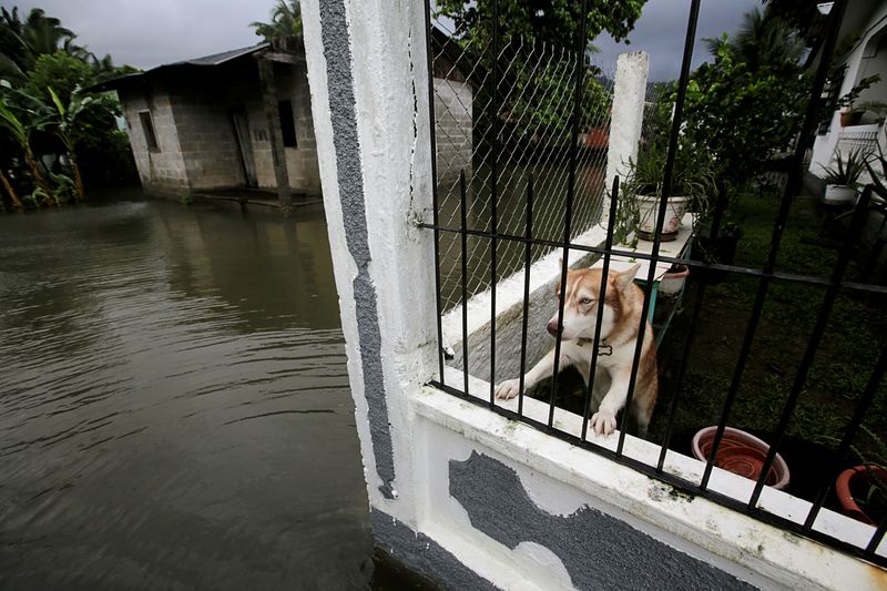 &copy; Reuters. FILE PHOTO: A dog is pictured inside a house at a neighborhood affected by floods as Hurricane Eta approaches, in Tela