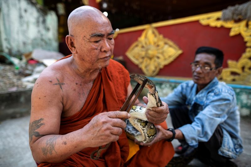 &copy; Reuters. Buddhist monk Wilatha feeds a rescued Burmese python at his monastery that has turned into a snake sanctuary on the outskirts of Yangon